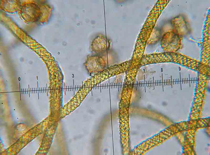 Trichia favoginea?